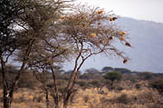 Samburu Kenya
